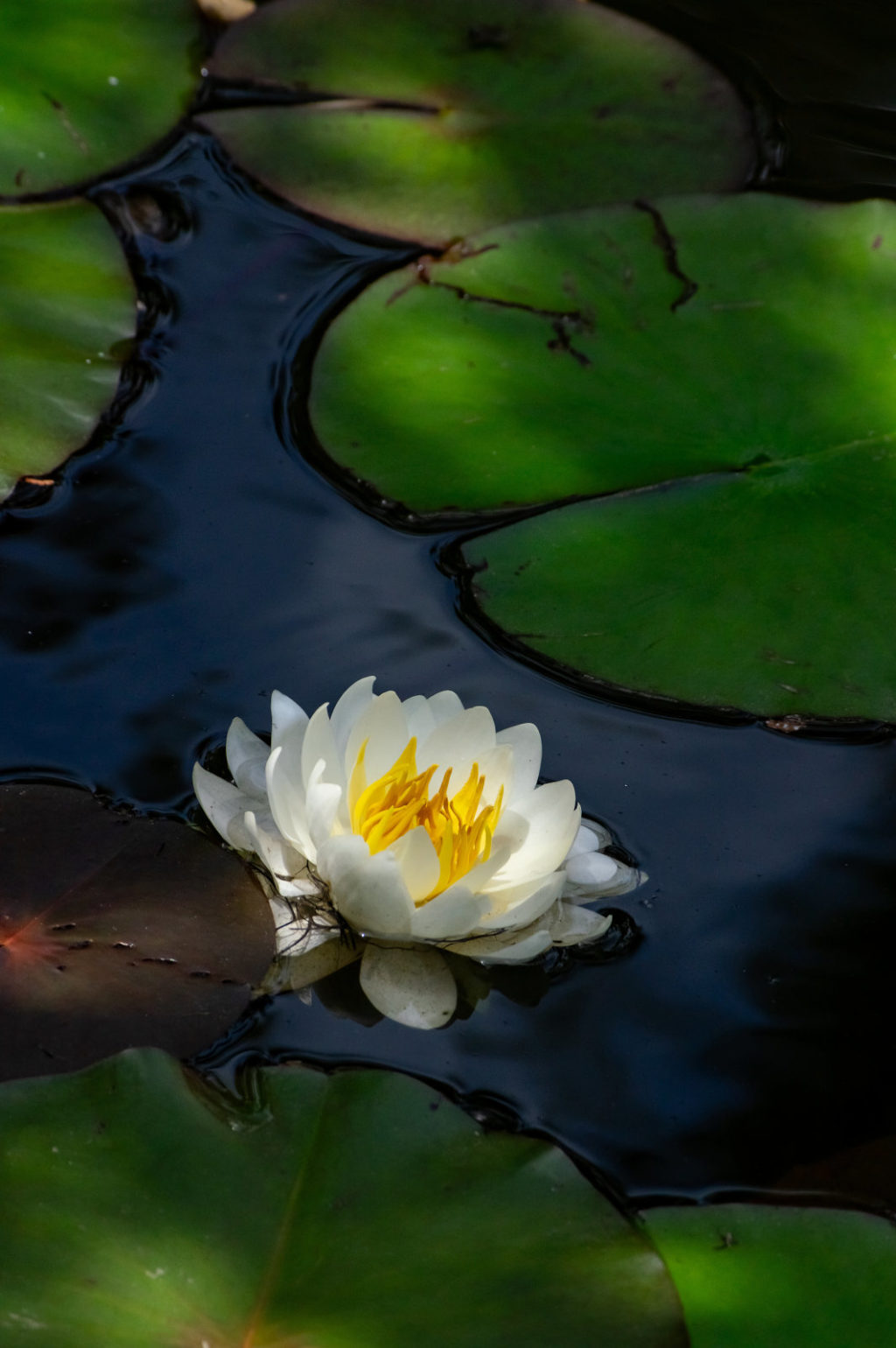 丹生大師の水蓮の花