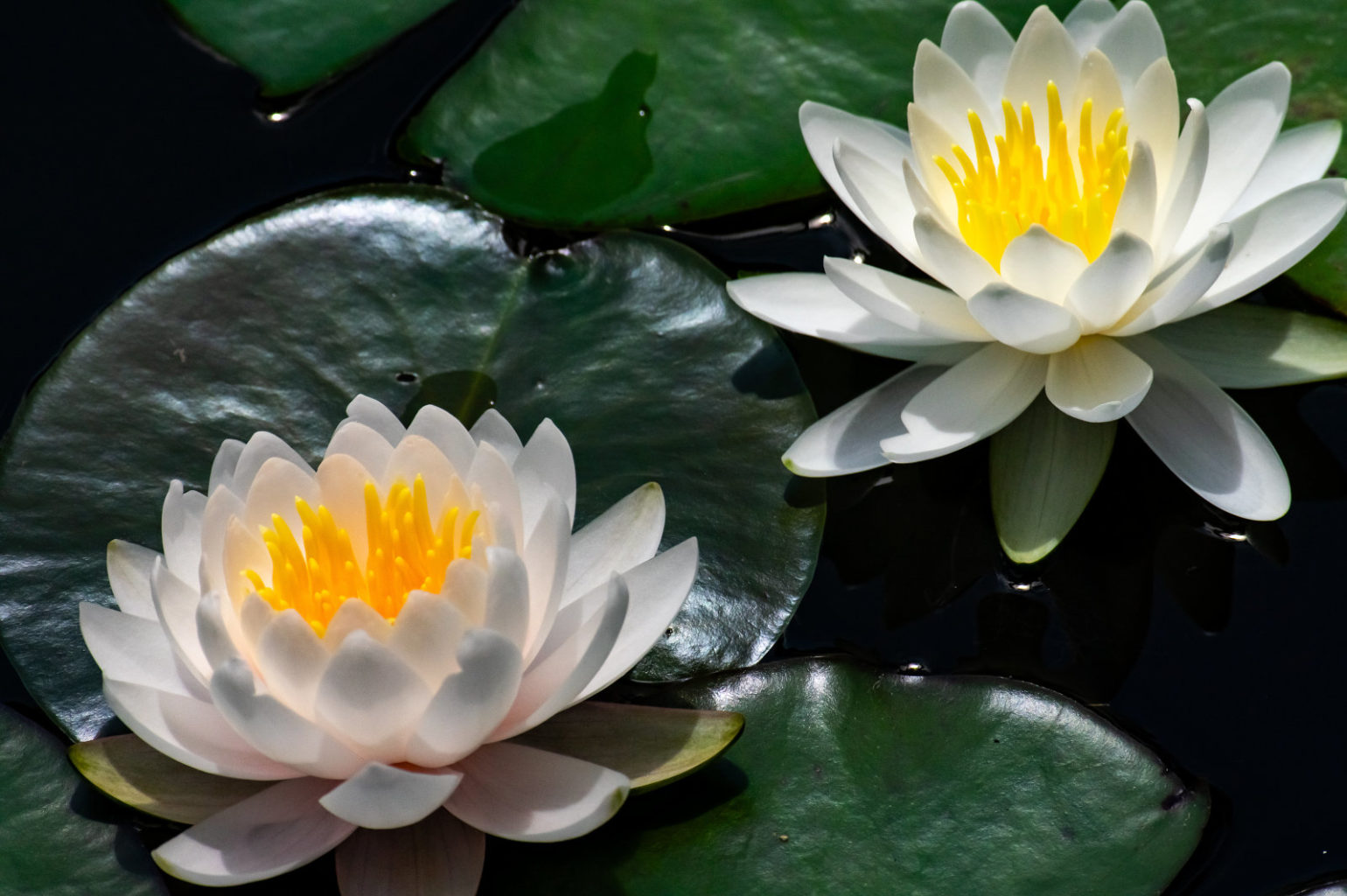 丹生大師の水蓮の花