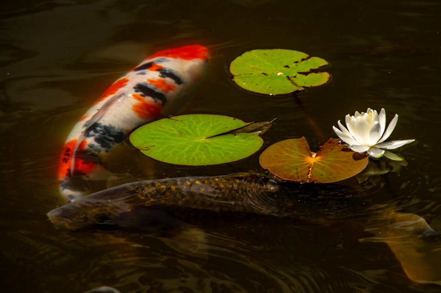 水蓮の花と錦鯉