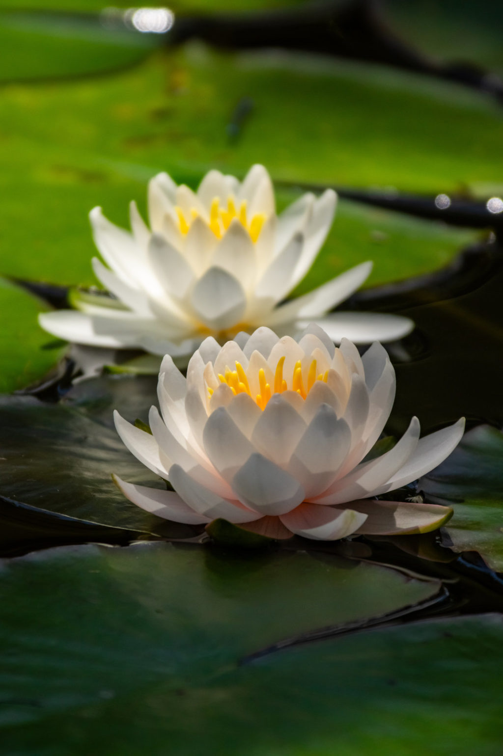 丹生大師の水蓮の花