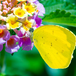 ランタナの花にとまる黄色い蝶々