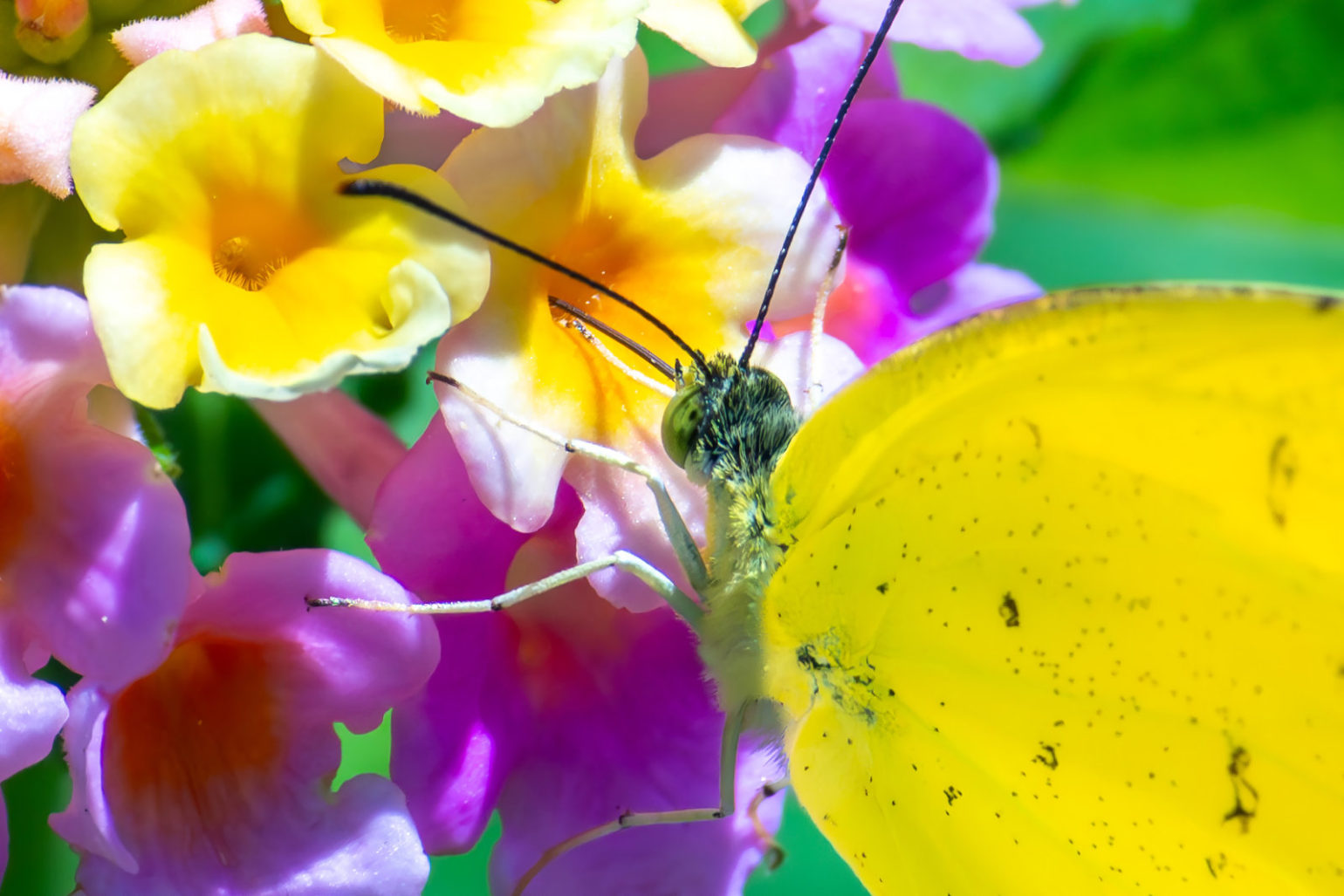 ランタナの花にとまる黄色い蝶々