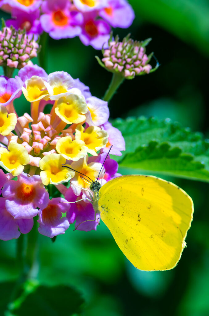 ランタナの花にとまる黄色い蝶々