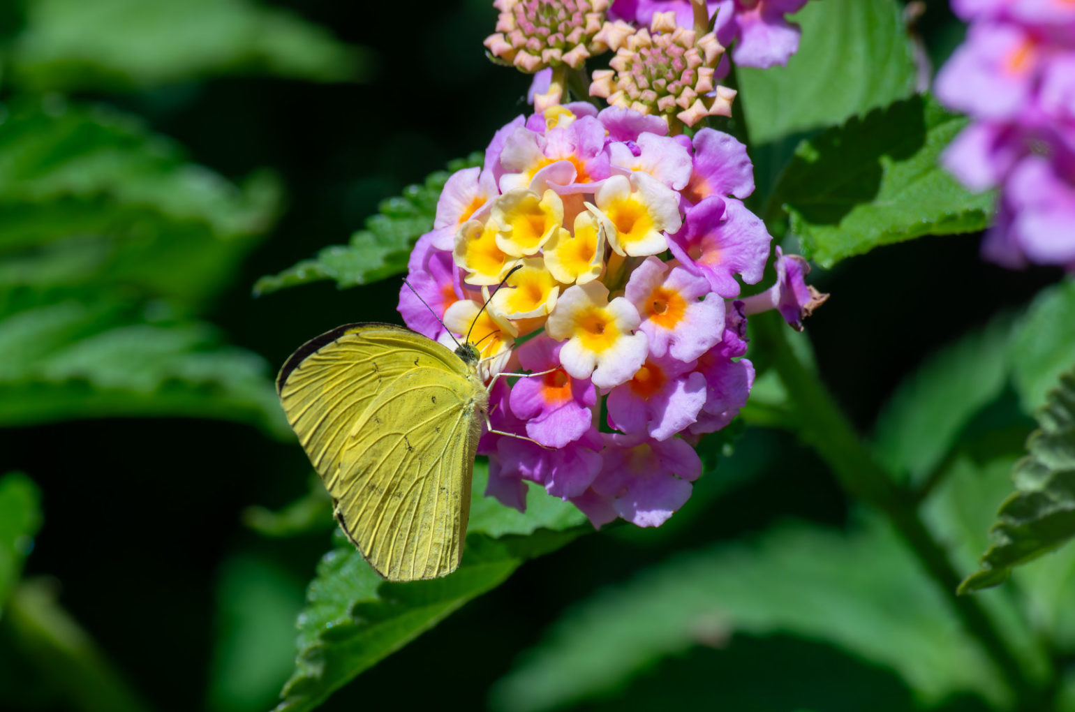 ランタナの花にとまる黄色い蝶々