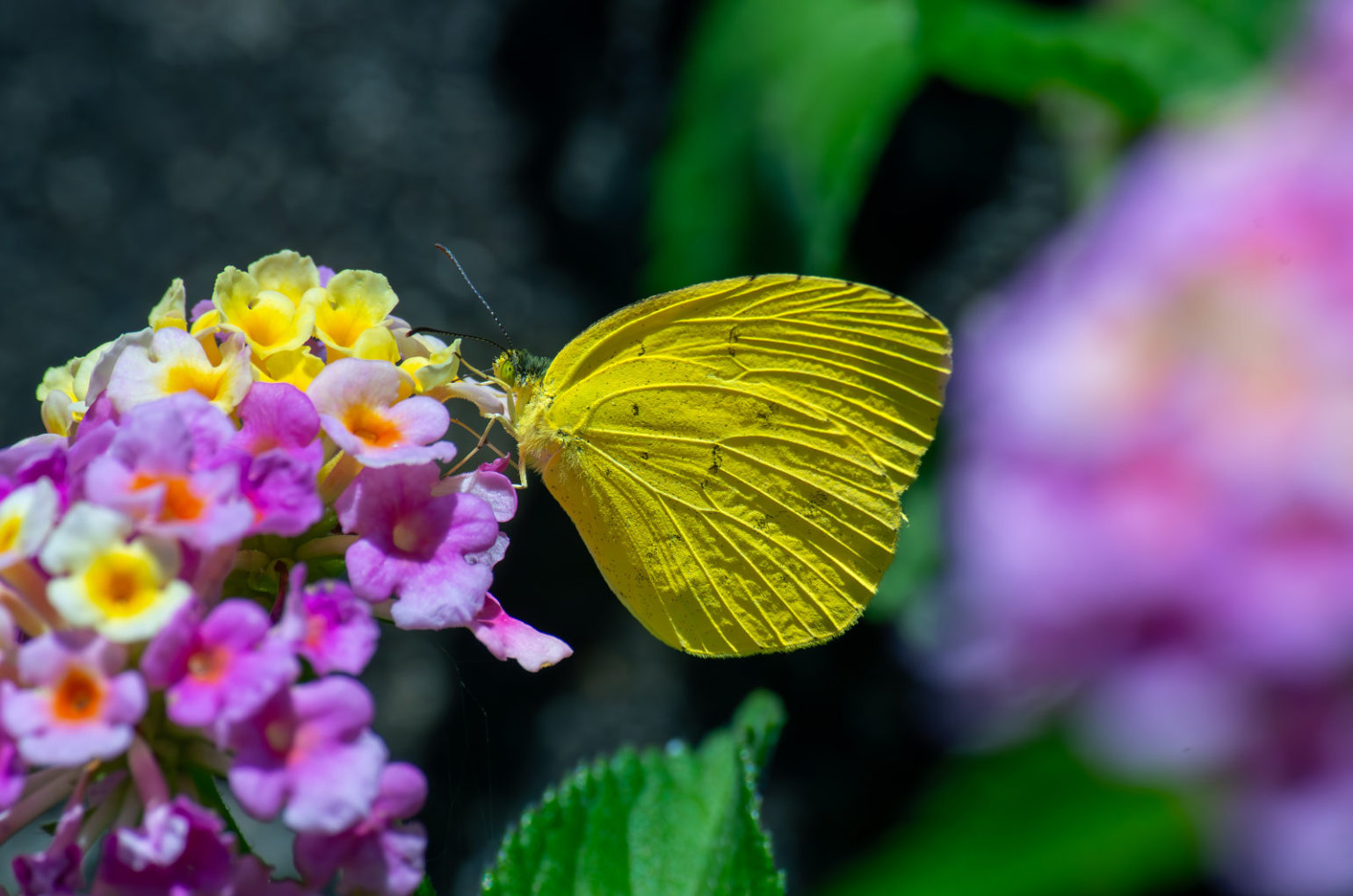 ランタナの花にとまる黄色い蝶々