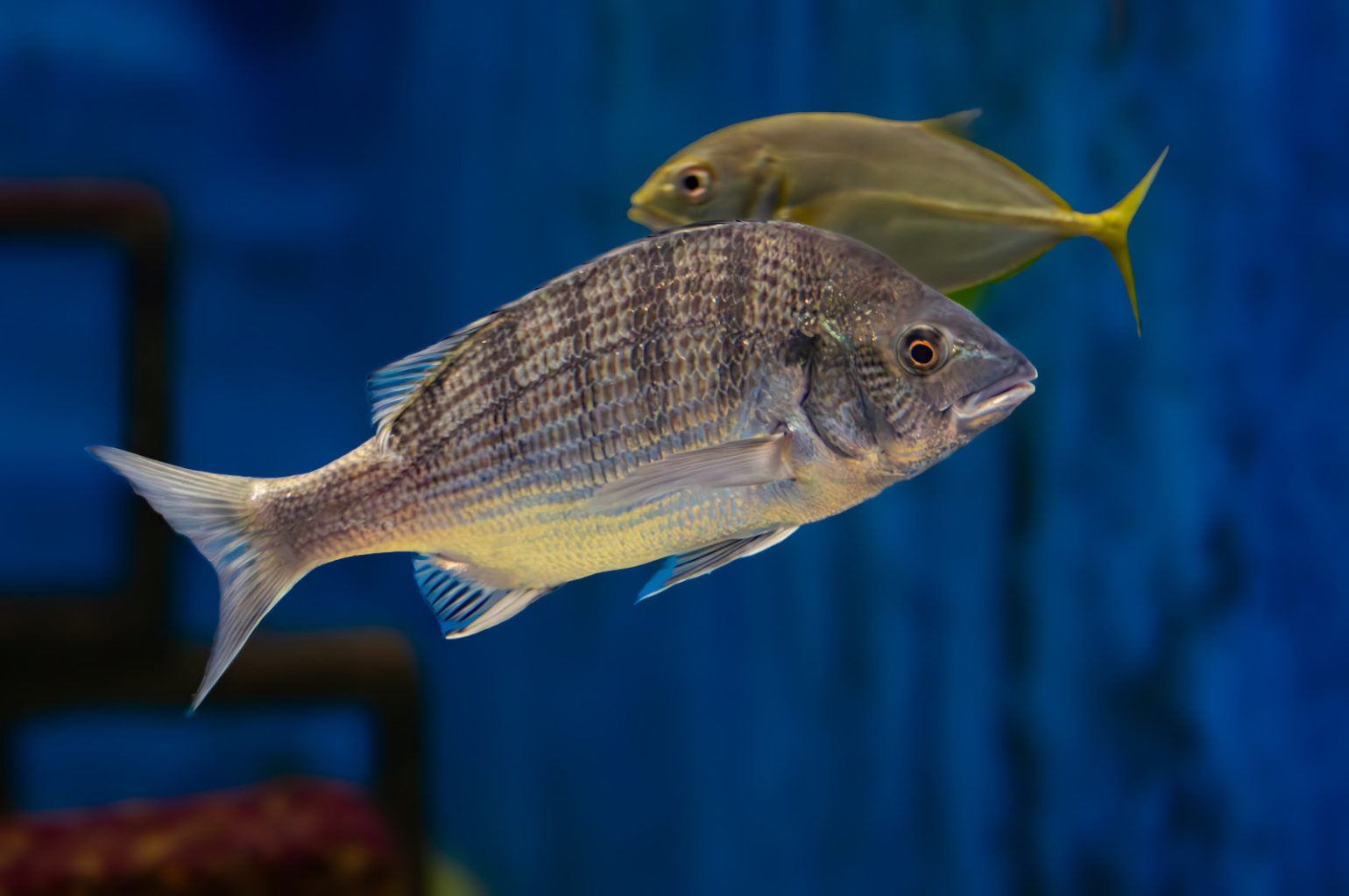 京大白浜水族館