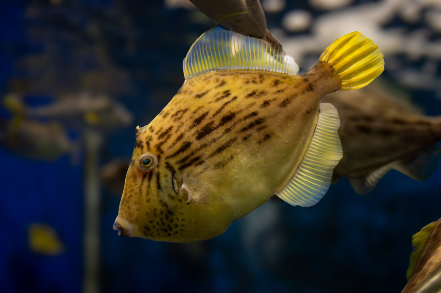 京大白浜水族館