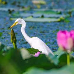 白鷺と蓮の花、琵琶湖