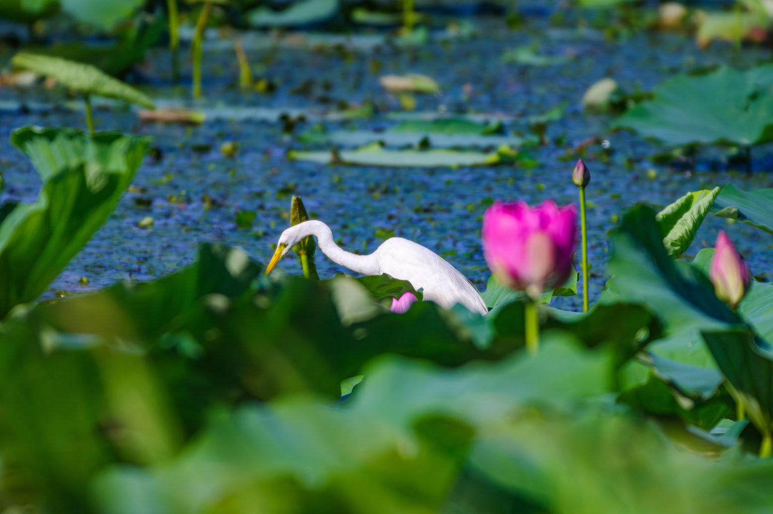 白鷺と蓮の花、琵琶湖