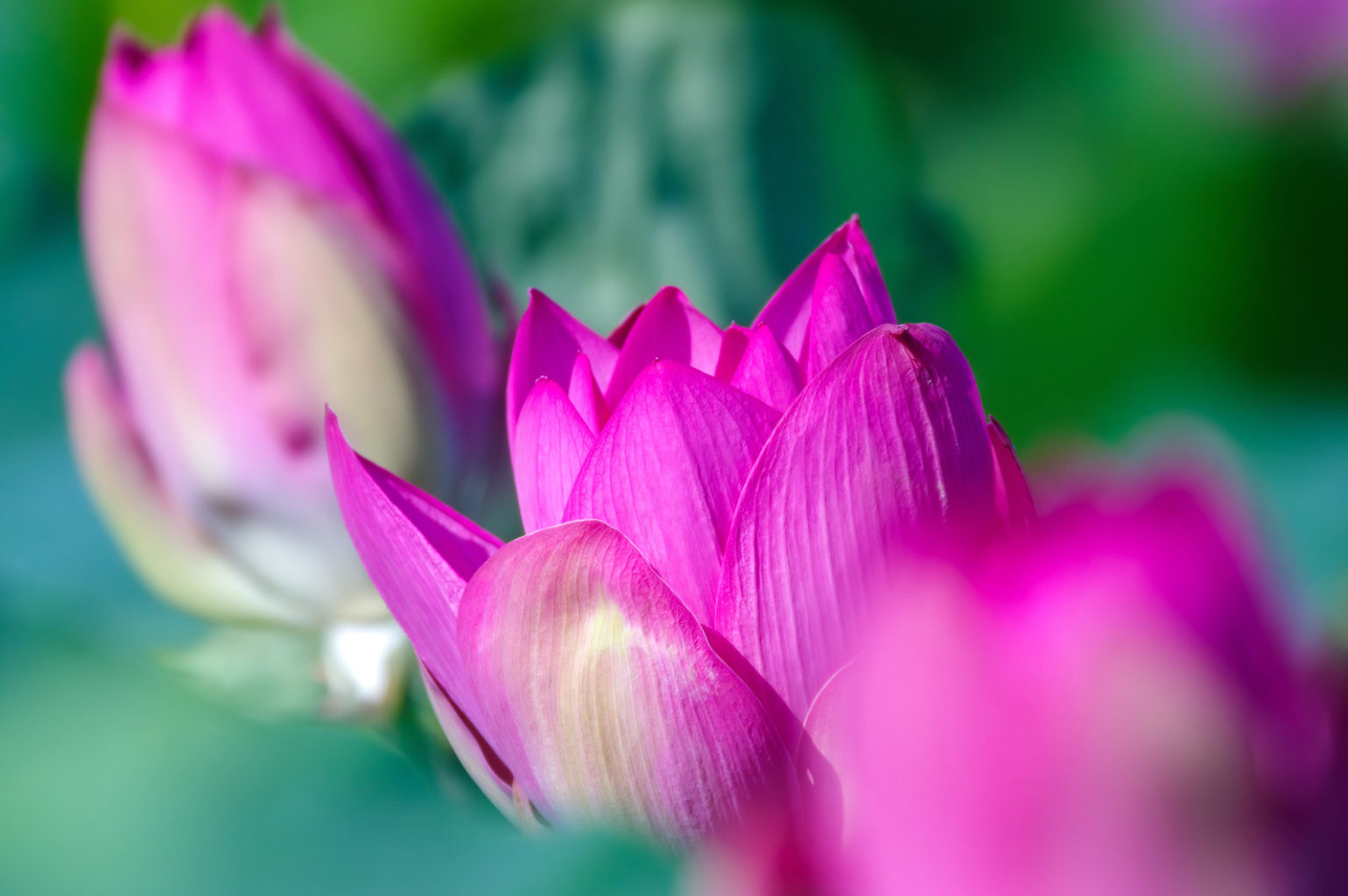 白鷺と蓮の花、琵琶湖