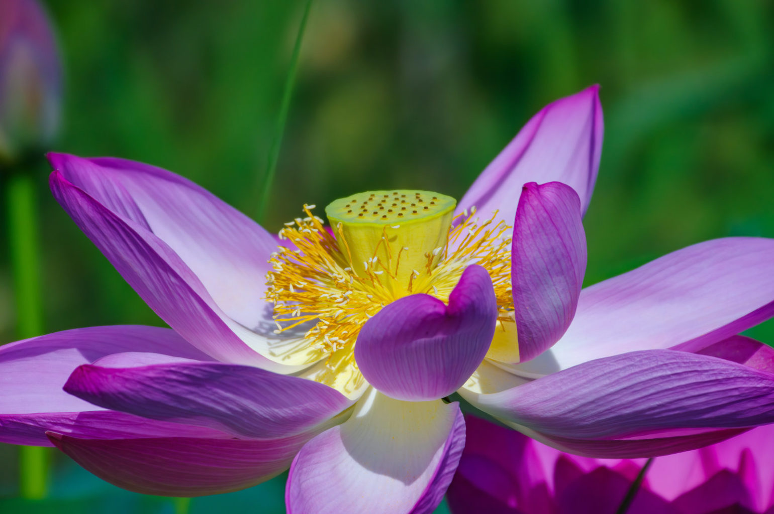 白鷺と蓮の花、琵琶湖