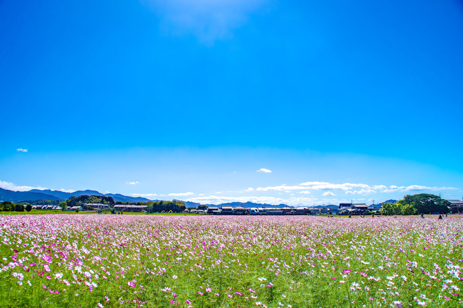 奈良県、藤原宮跡のコスモス