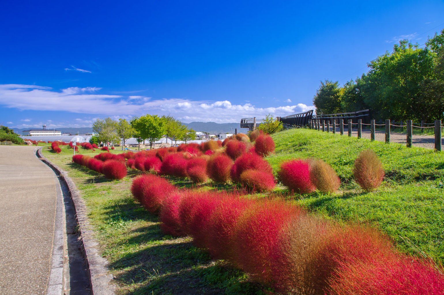 馬見丘陵公園のコキア