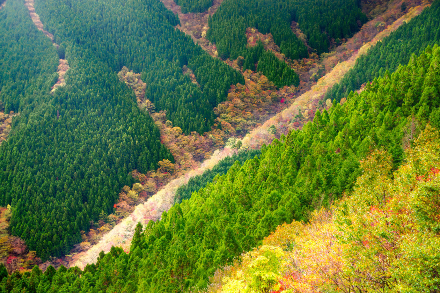 高野山～高野龍神スカイライン～城ケ森林道の紅葉