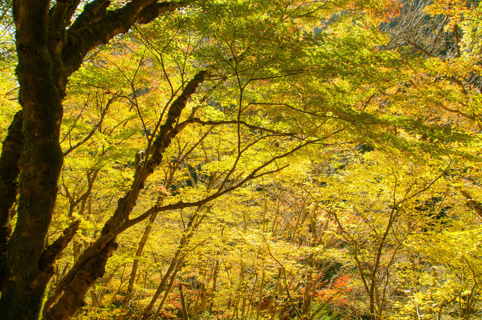 奈良県天の川の紅葉