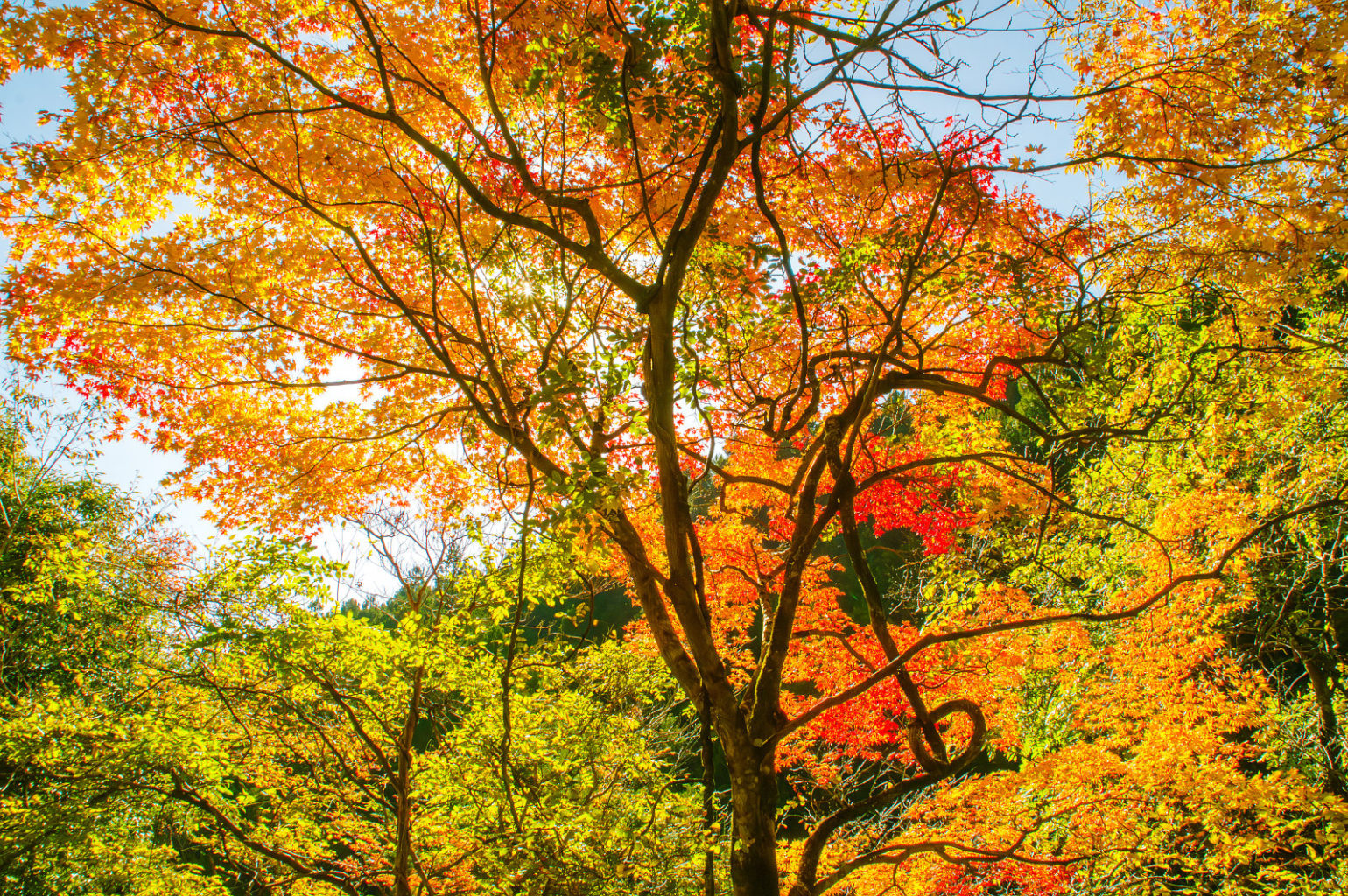 奈良県天の川の紅葉