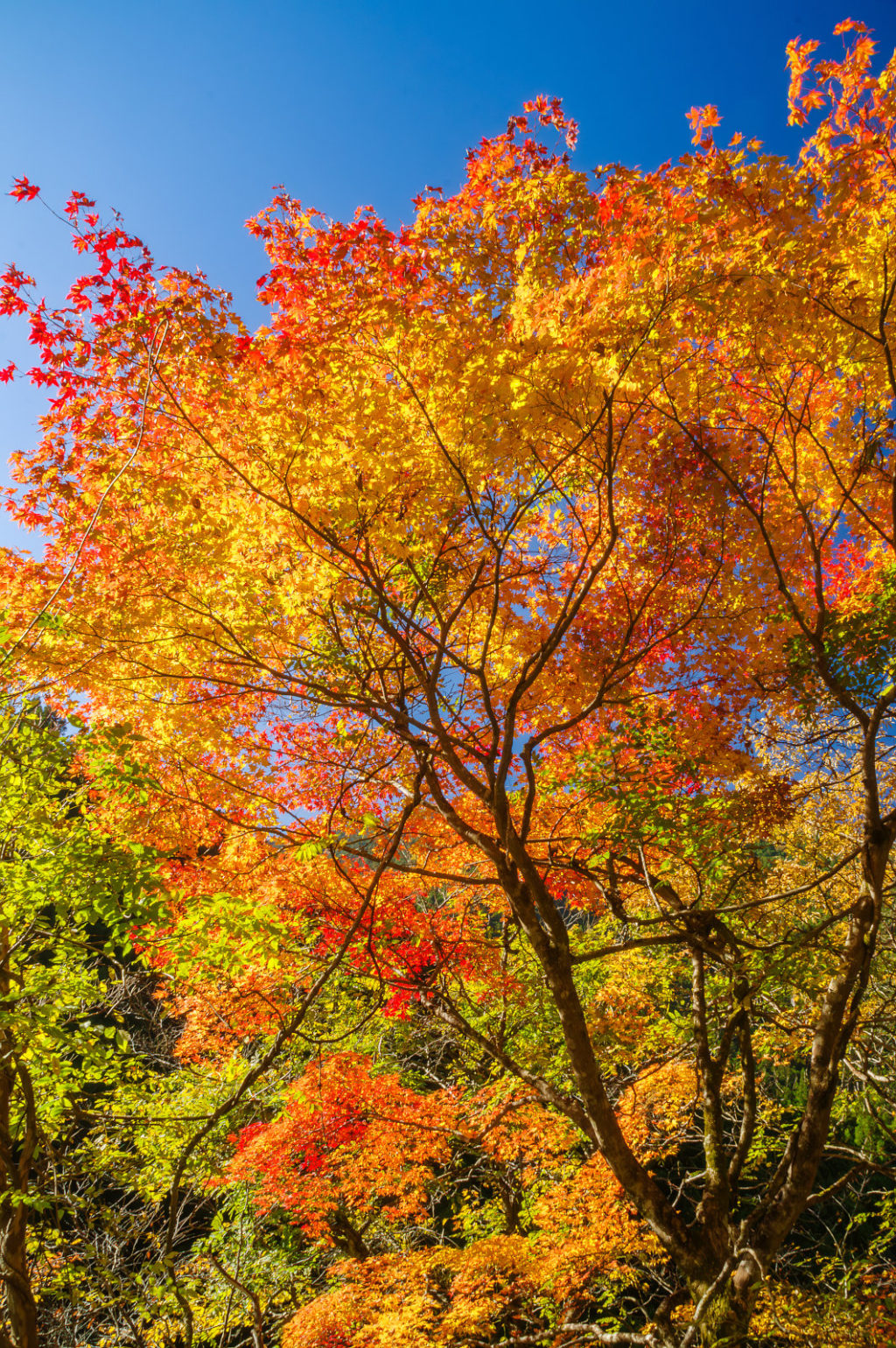 奈良県天の川の紅葉