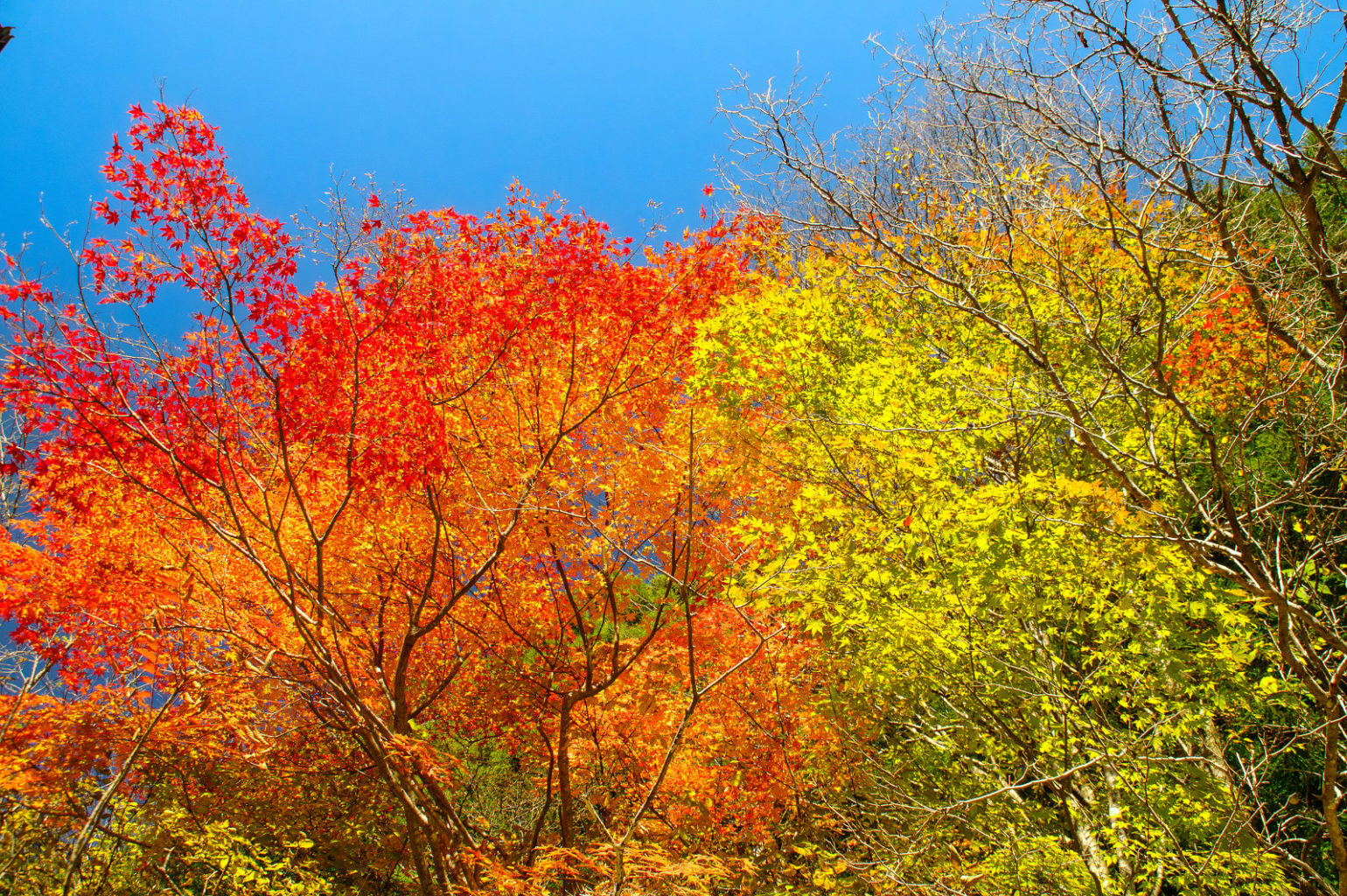 奈良県天の川の紅葉