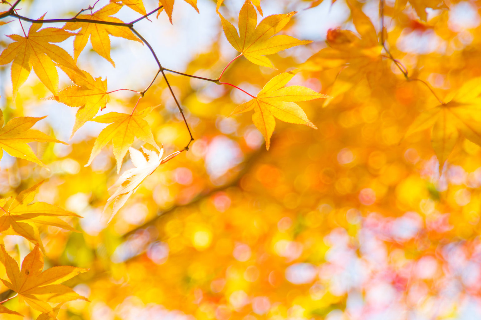 奈良県天の川の紅葉