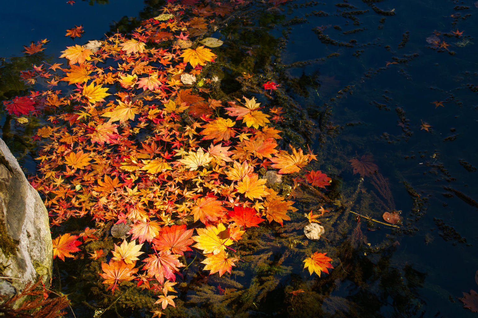 天川村　洞川　龍泉寺の紅葉