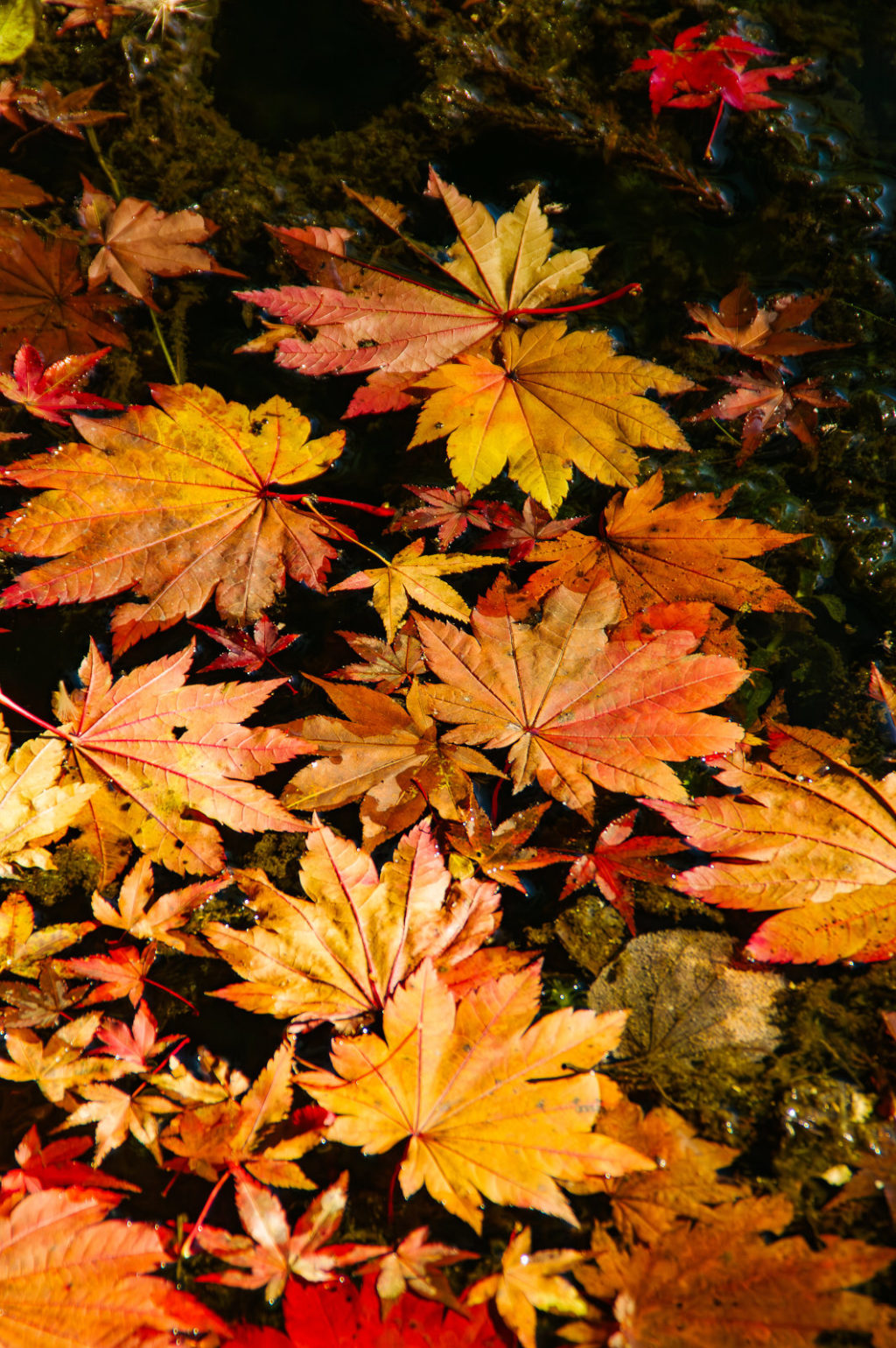 天川村　洞川　龍泉寺の紅葉