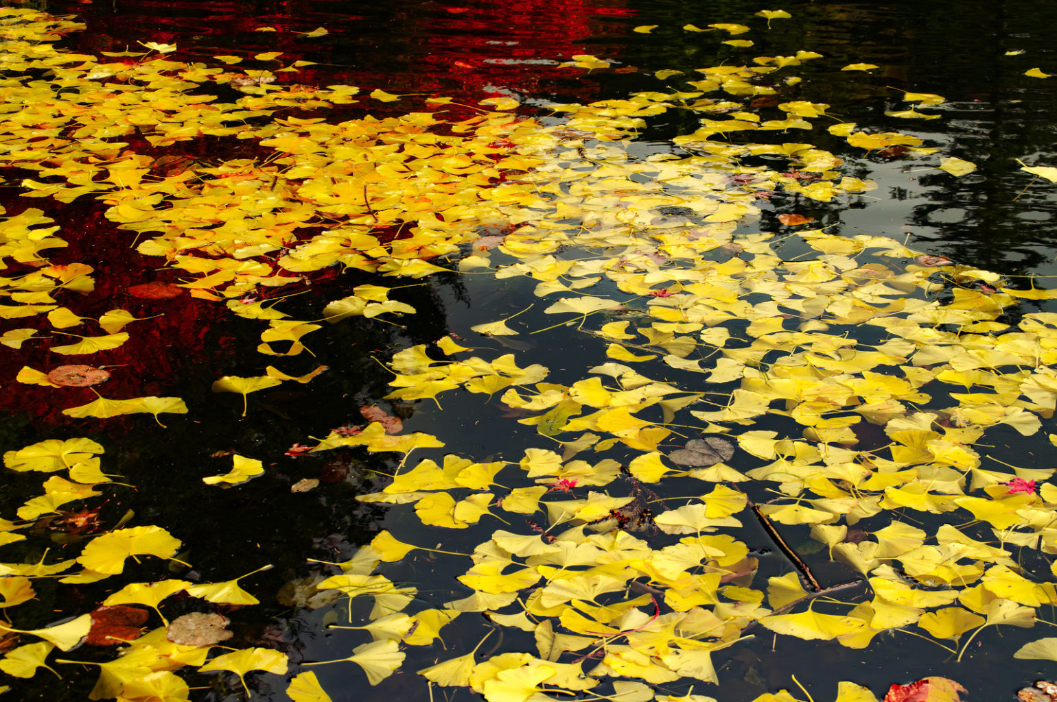 天川村　洞川　龍泉寺の紅葉