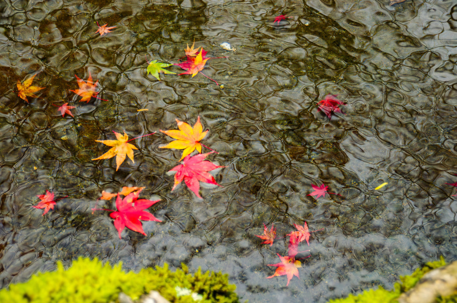 天川村　洞川　龍泉寺の紅葉