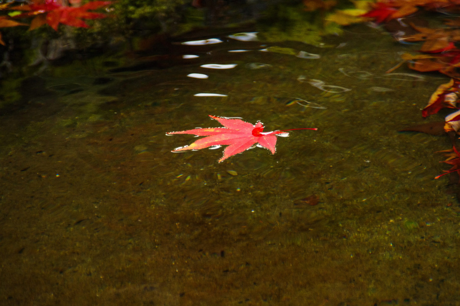 天川村　洞川　龍泉寺の紅葉