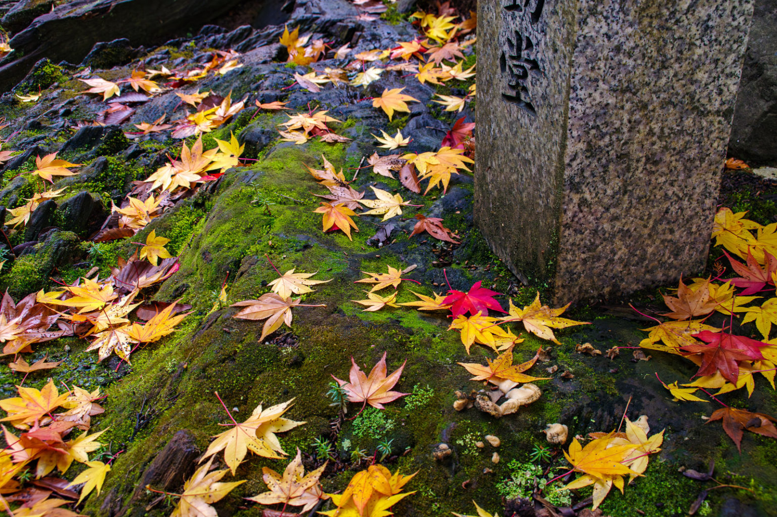 天川村　洞川　龍泉寺の紅葉