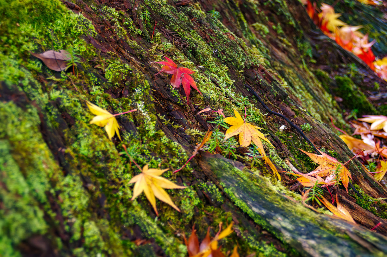 天川村　洞川　龍泉寺の紅葉