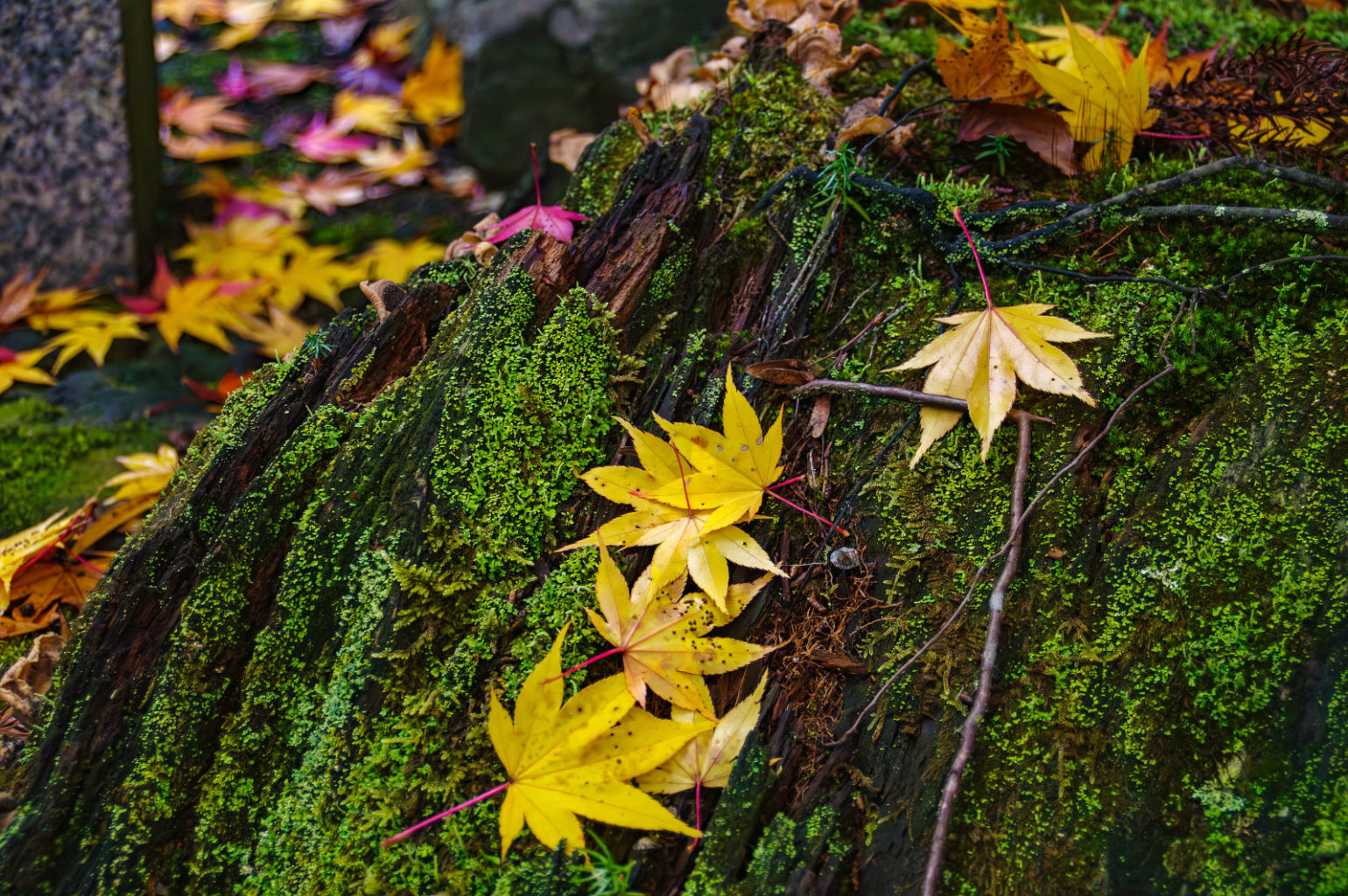 天川村　洞川　龍泉寺の紅葉