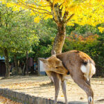 奈良公園の秋　2024