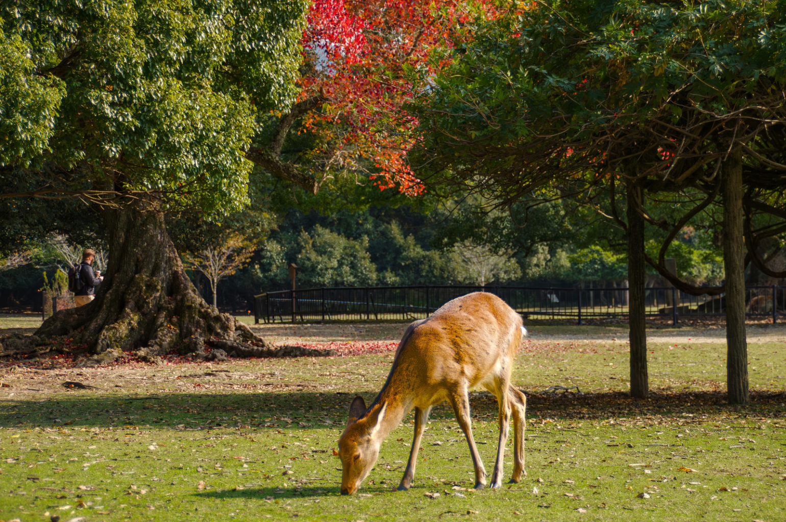 奈良公園の秋　2024