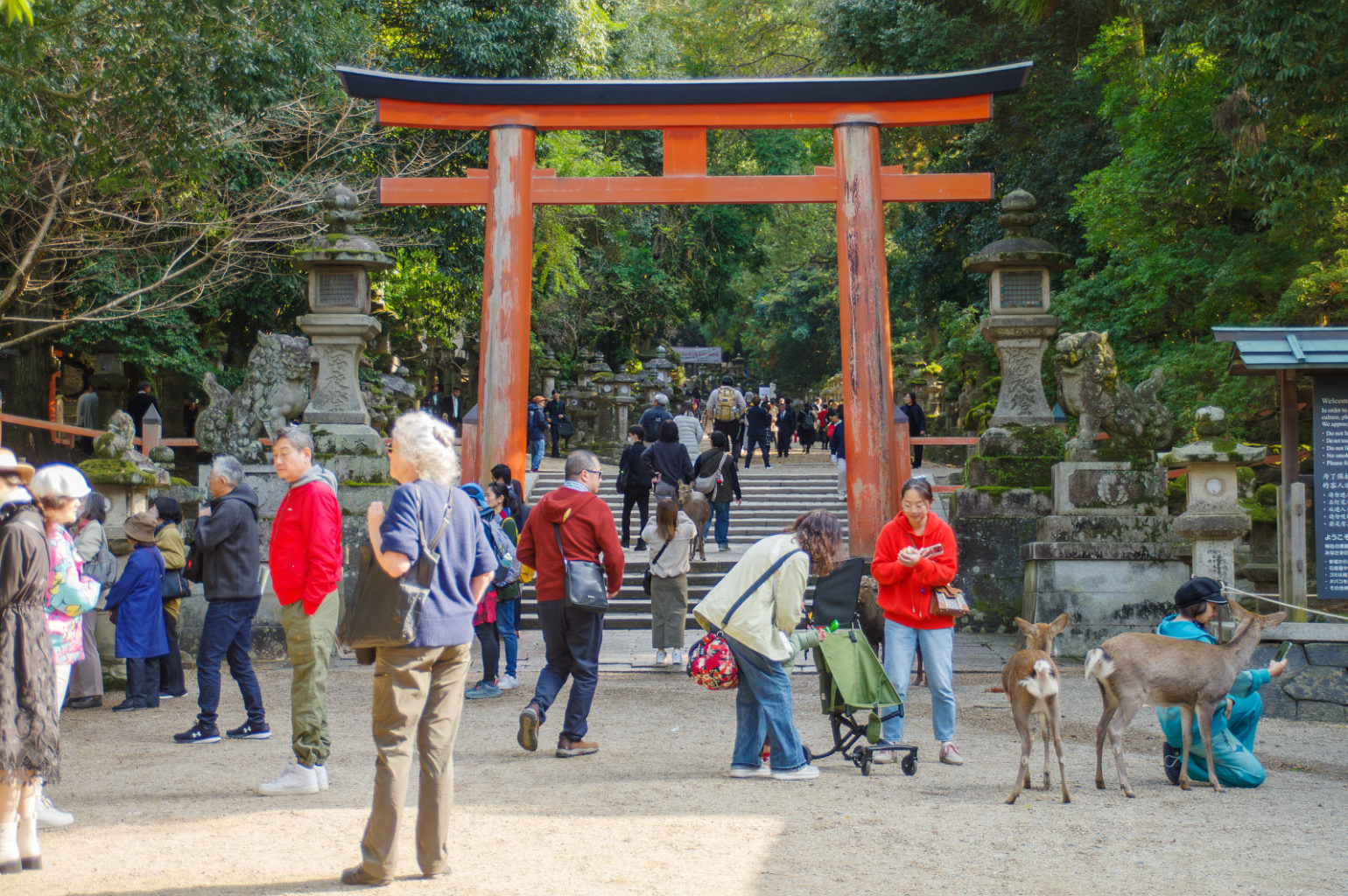 奈良公園の秋　2024