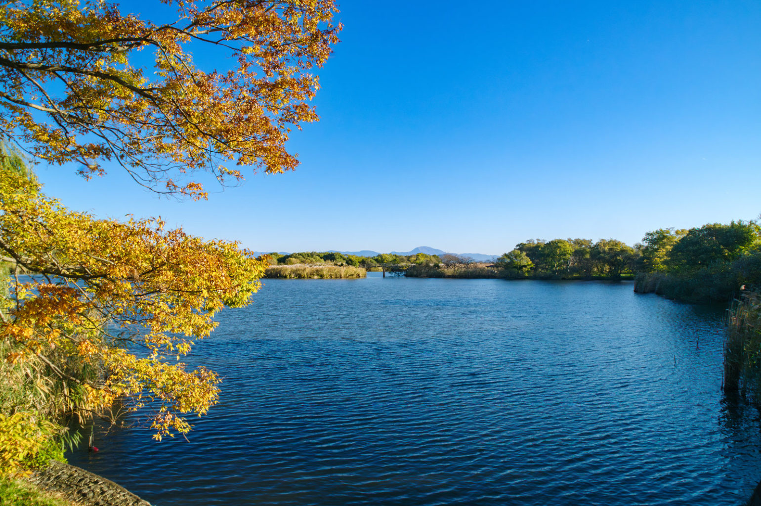 秋の近江八幡、西の湖の風景