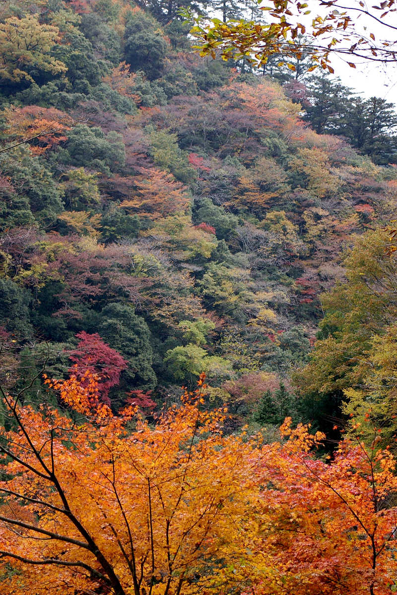 奈良･大塔町・舟の川の紅葉