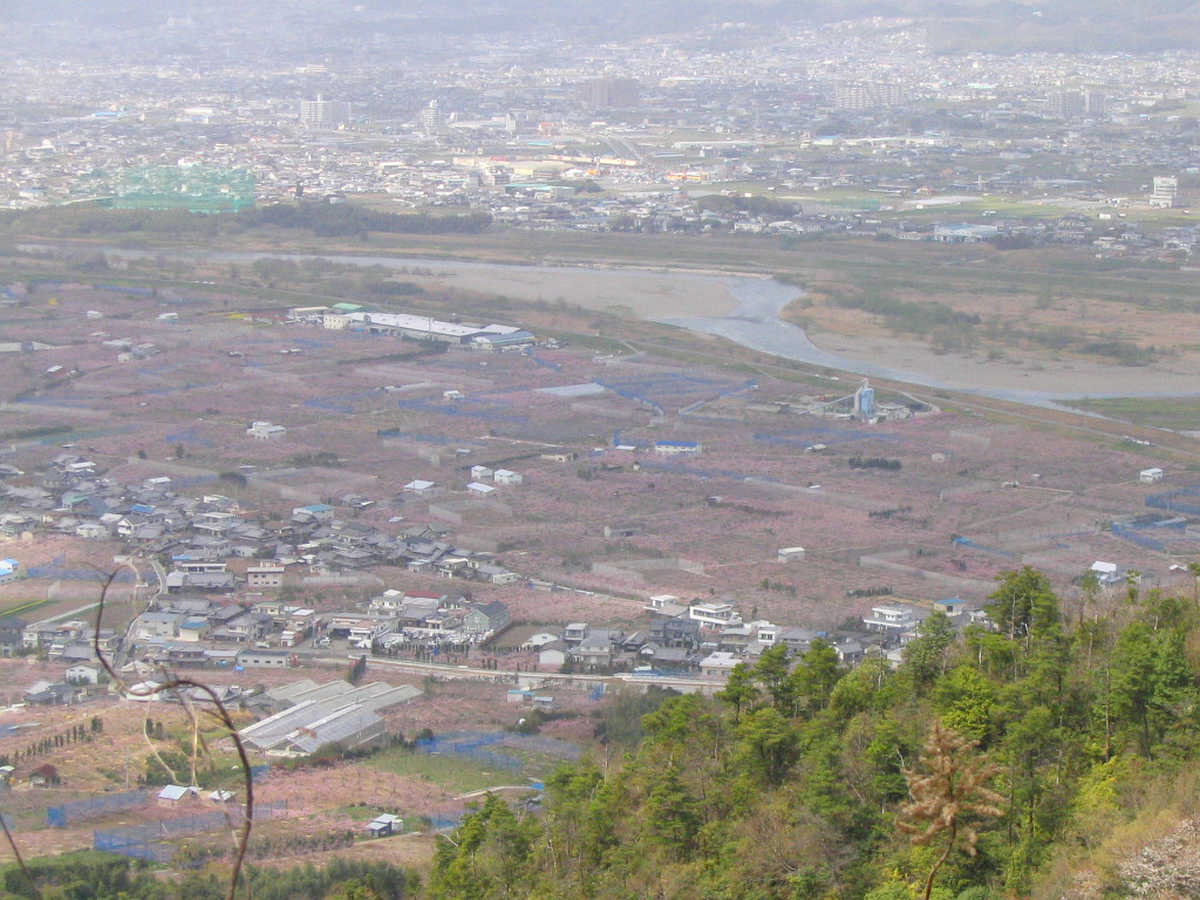 和歌山県桃山町・桃畑の写真
