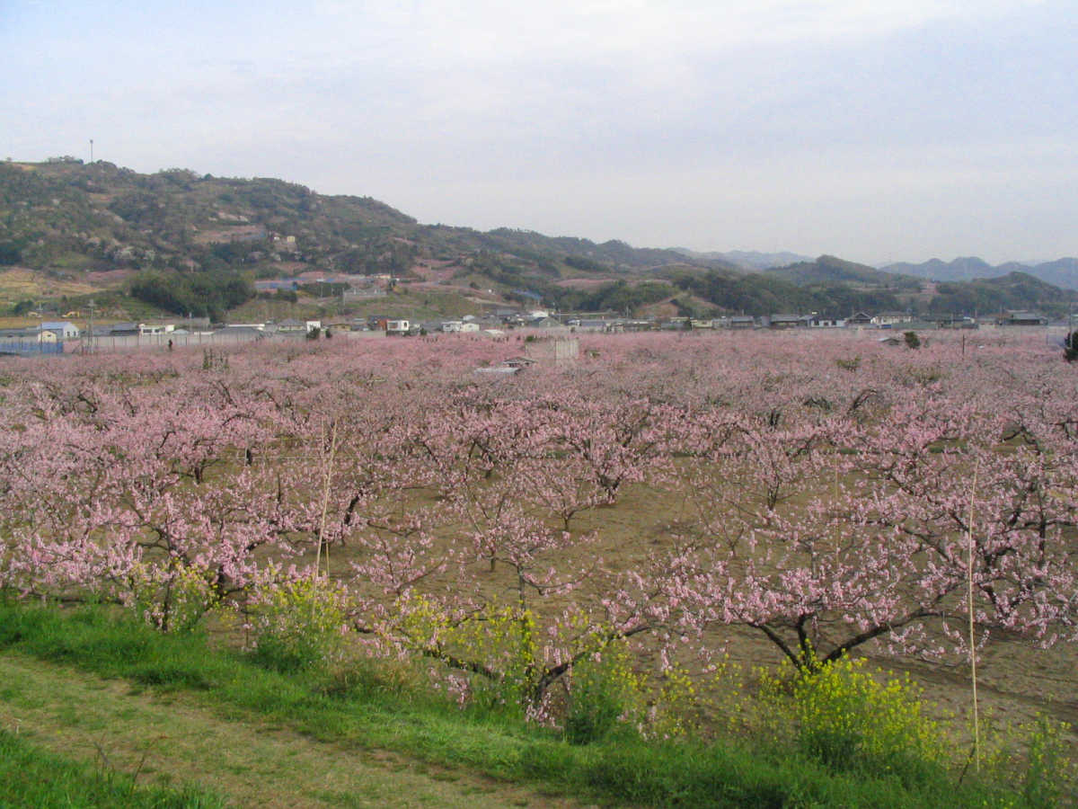 和歌山県桃山町・桃畑の写真